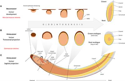 Heterogeneity and Developmental Connections between Cell Types Inhabiting Teeth